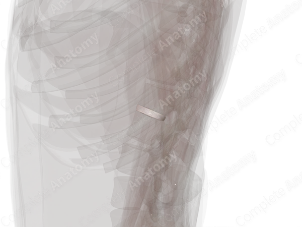Intervertebral Disc (T12-L1)