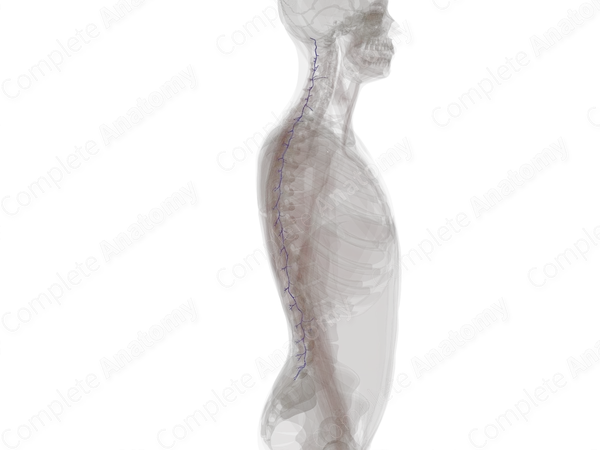 Posterior External Vertebral Venous Plexus