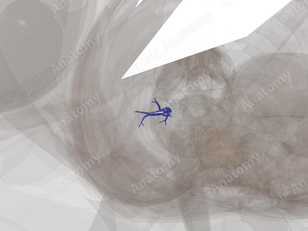 Pulmonary Arteries of Inferior Lobe of Right Lung