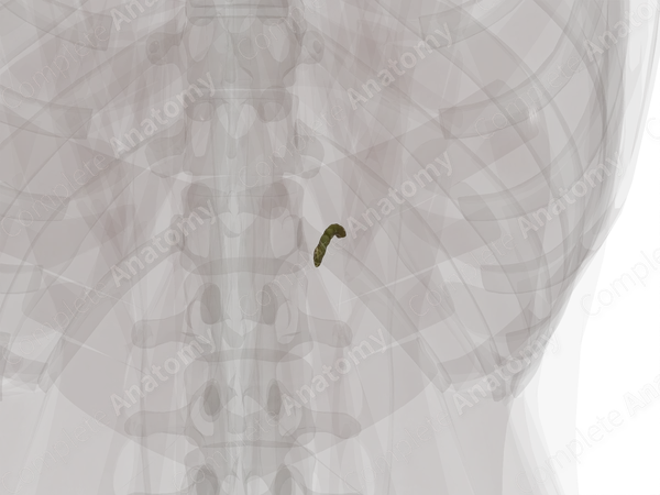 Cystic Duct