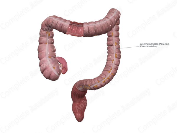 Descending Colon (Anterior)