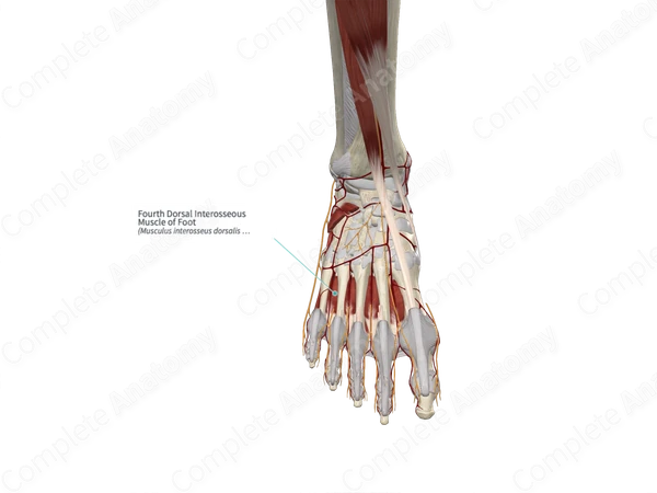 Fourth Dorsal Interosseous Muscle of Foot 
