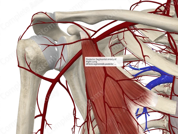 Posterior Segmental Artery of Right Lung