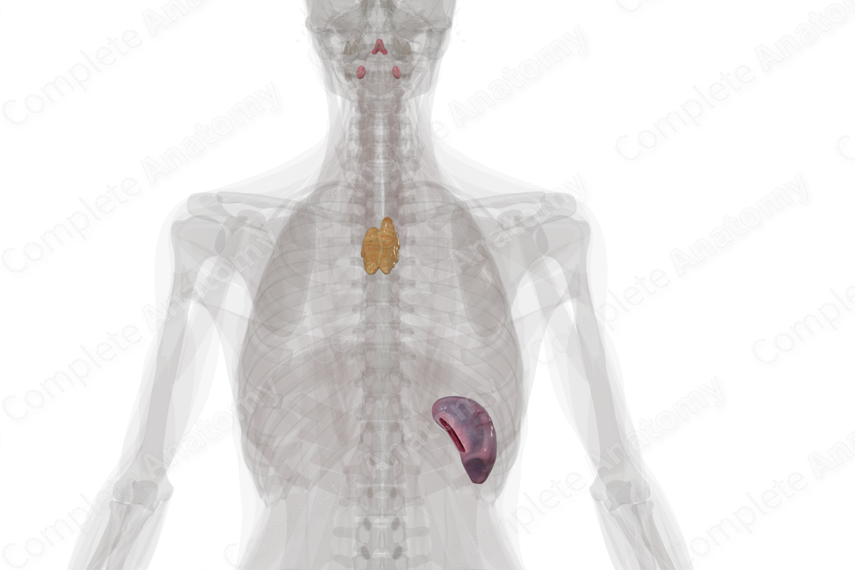 Lymphoid Organs