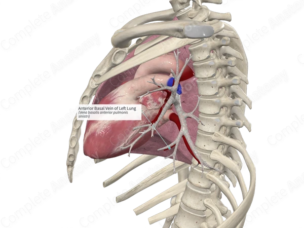 Anterior Basal Vein of Left Lung