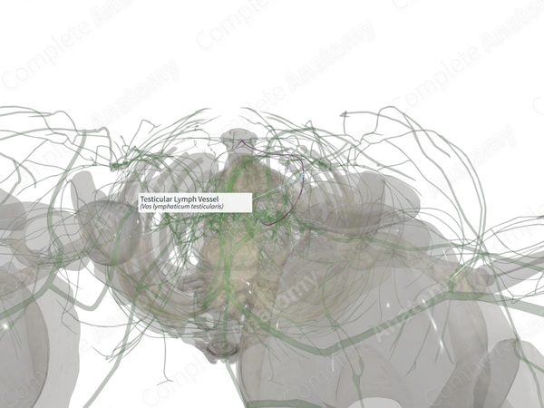 Testicular Lymph Vessel (Left)