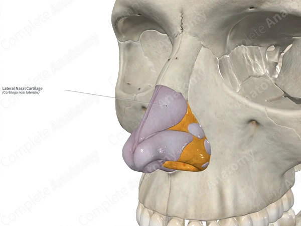 Lateral Nasal Cartilage