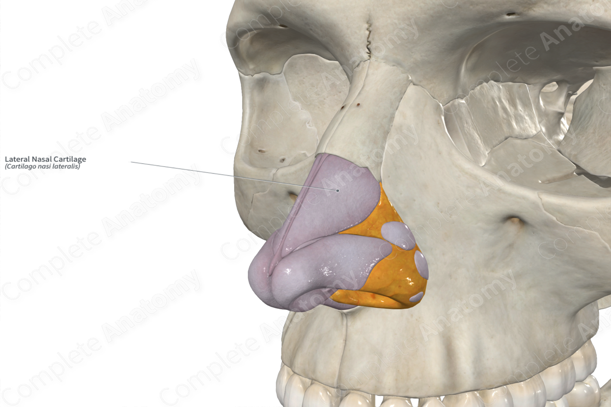 Lateral Nasal Cartilage 