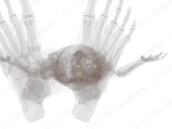 Cuneonavicular Joint (Left)