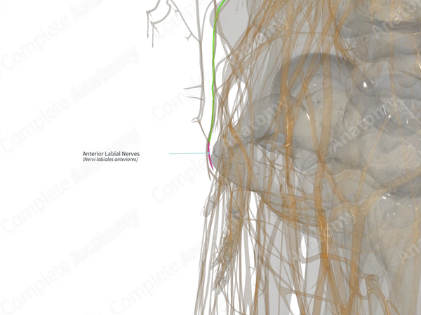Anterior Labial Nerves (Left)