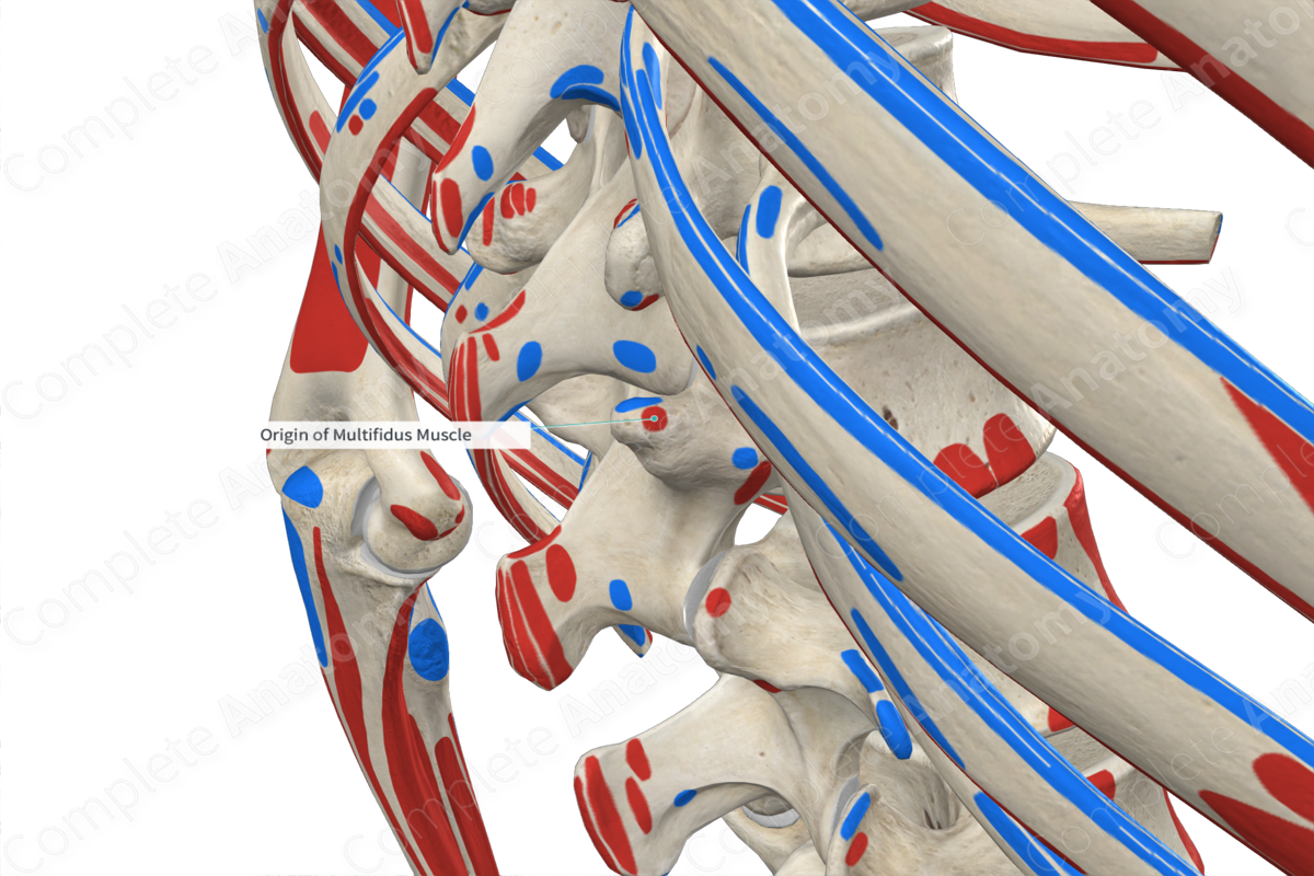 Origin Of Multifidus Muscle Complete Anatomy