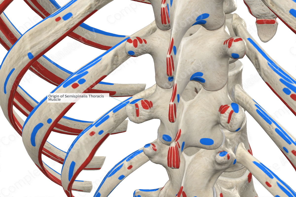 Origin of Semispinalis Thoracis Muscle