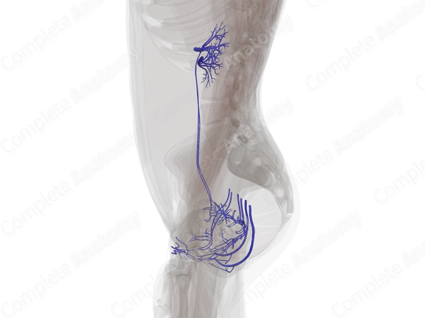 Veins of Urogenital System