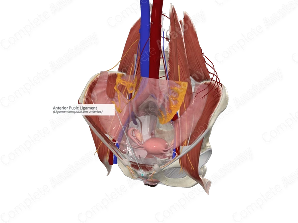 Anterior Pubic Ligament