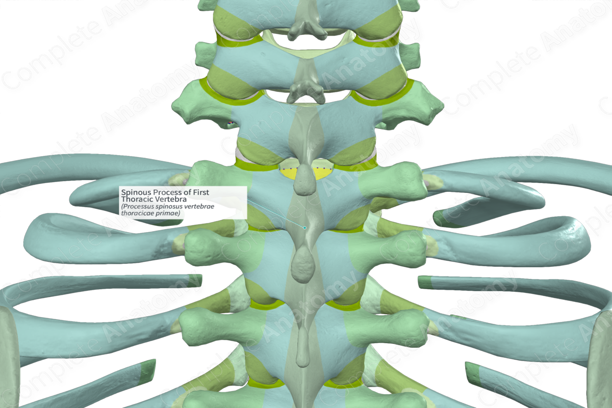 Spinous Process of First Thoracic Vertebra