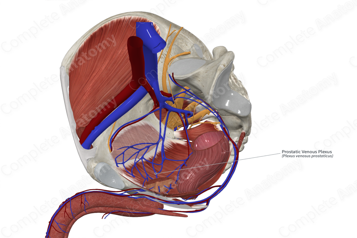 Prostatic Venous Plexus 