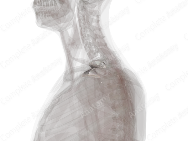 Acromioclavicular Joint (Left)