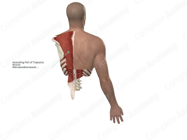 Ascending Part of Trapezius Muscle