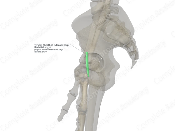 Tendon Sheath of Extensor Carpi Radialis Longus (Right)