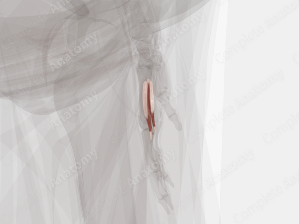 Palmar Interossei Muscles (Left)