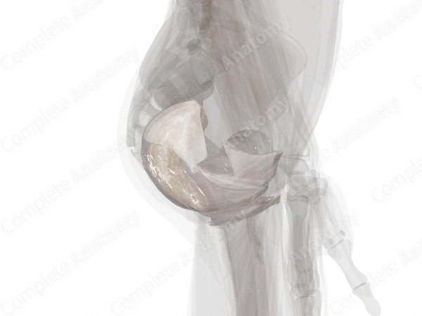 Pelvic Fasciae