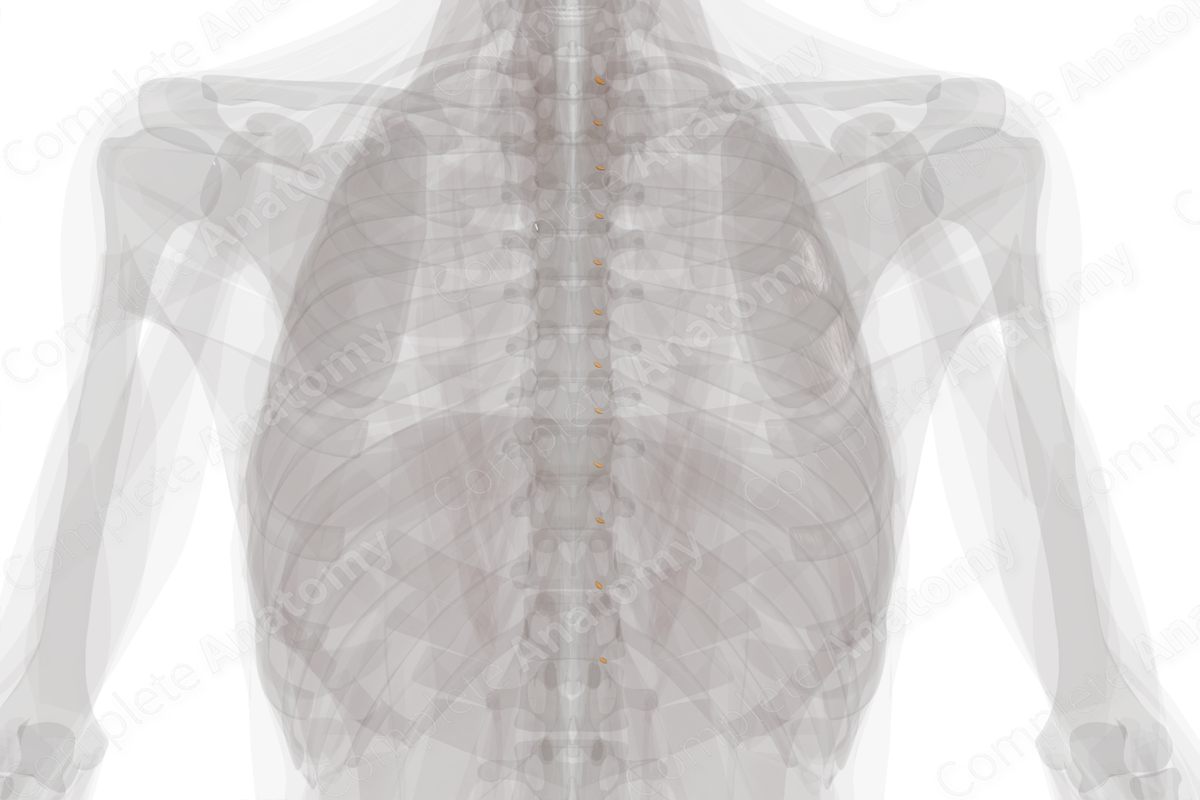 Spinal Ganglia of Thoracic Nerves (Left)