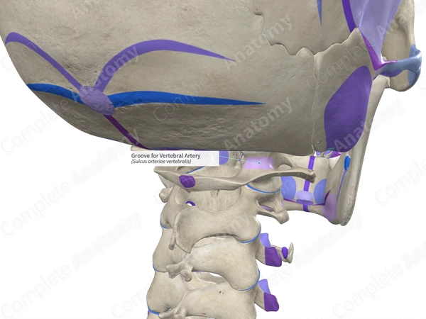 Groove for Vertebral Artery (Left)