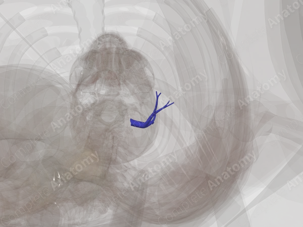 Pulmonary Arteries of Superior Lobe of Left Lung