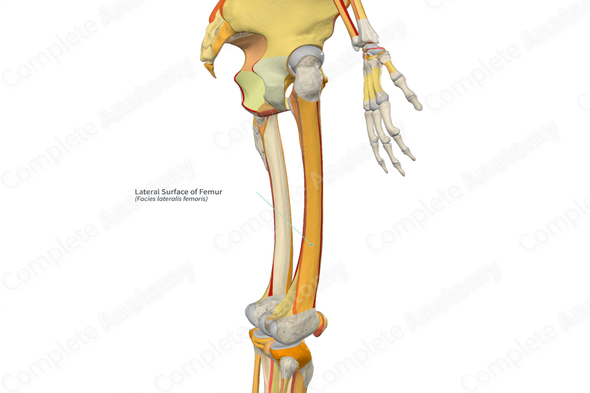 Lateral Surface of Femur