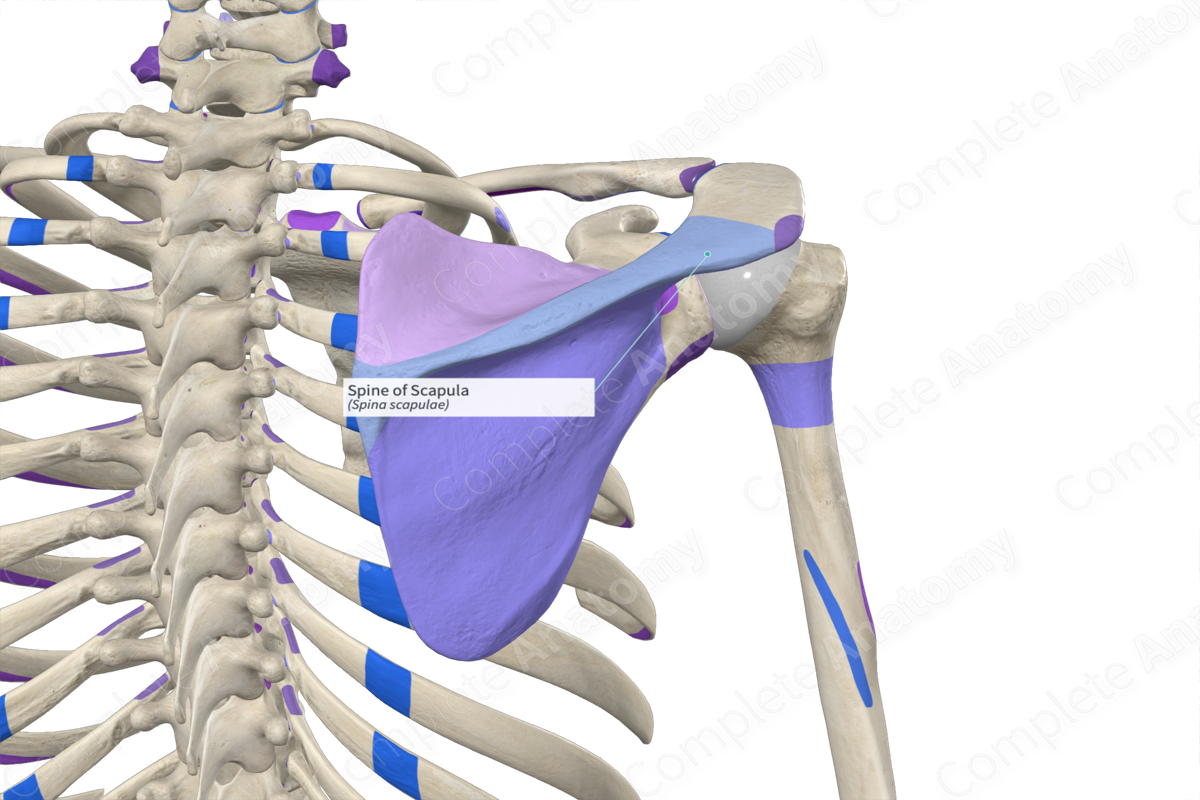 Spine of Scapula  Complete Anatomy