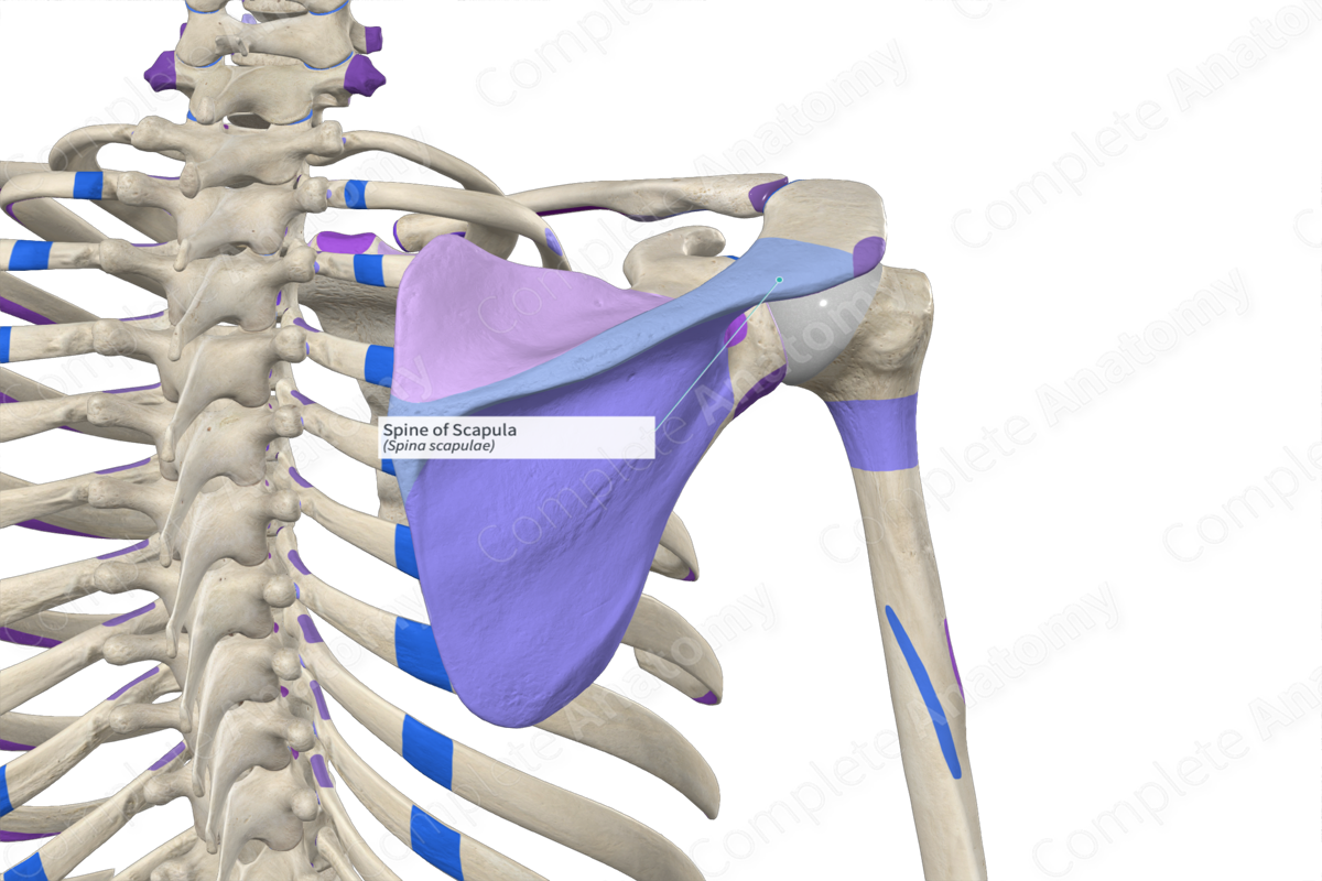 Spine of Scapula | Complete Anatomy