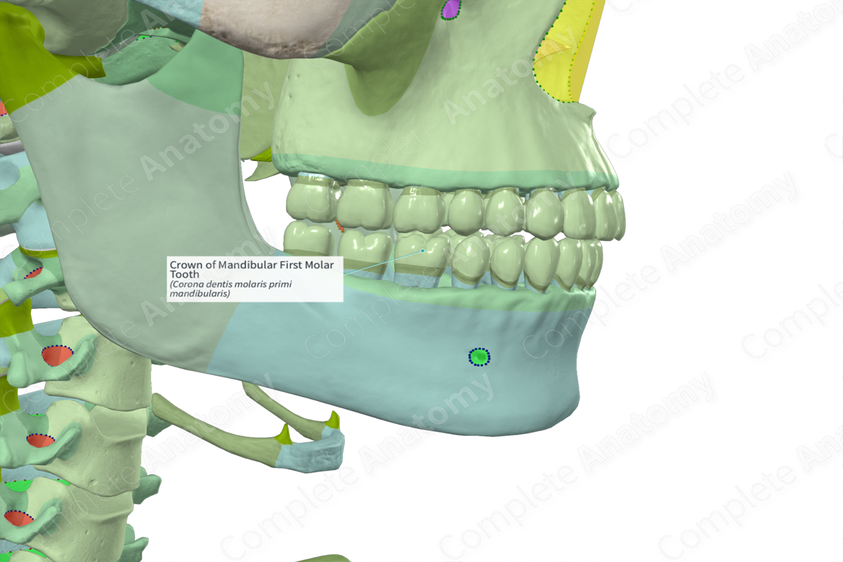 Crown of Mandibular First Molar Tooth