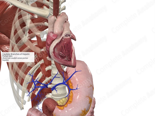 Caudate Branches of Hepatic Portal Vein
