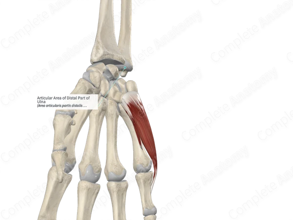 Articular Area of Distal Part of Ulna