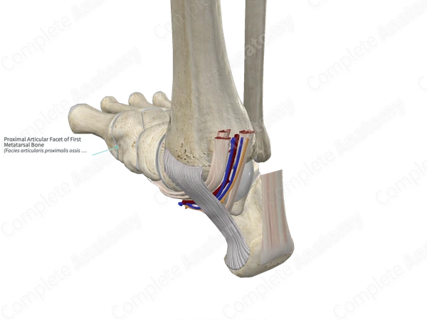 Proximal Articular Facet of First Metatarsal Bone