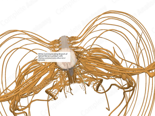 White Communicating Branch of Spinal Nerve (Lumbar; Left)