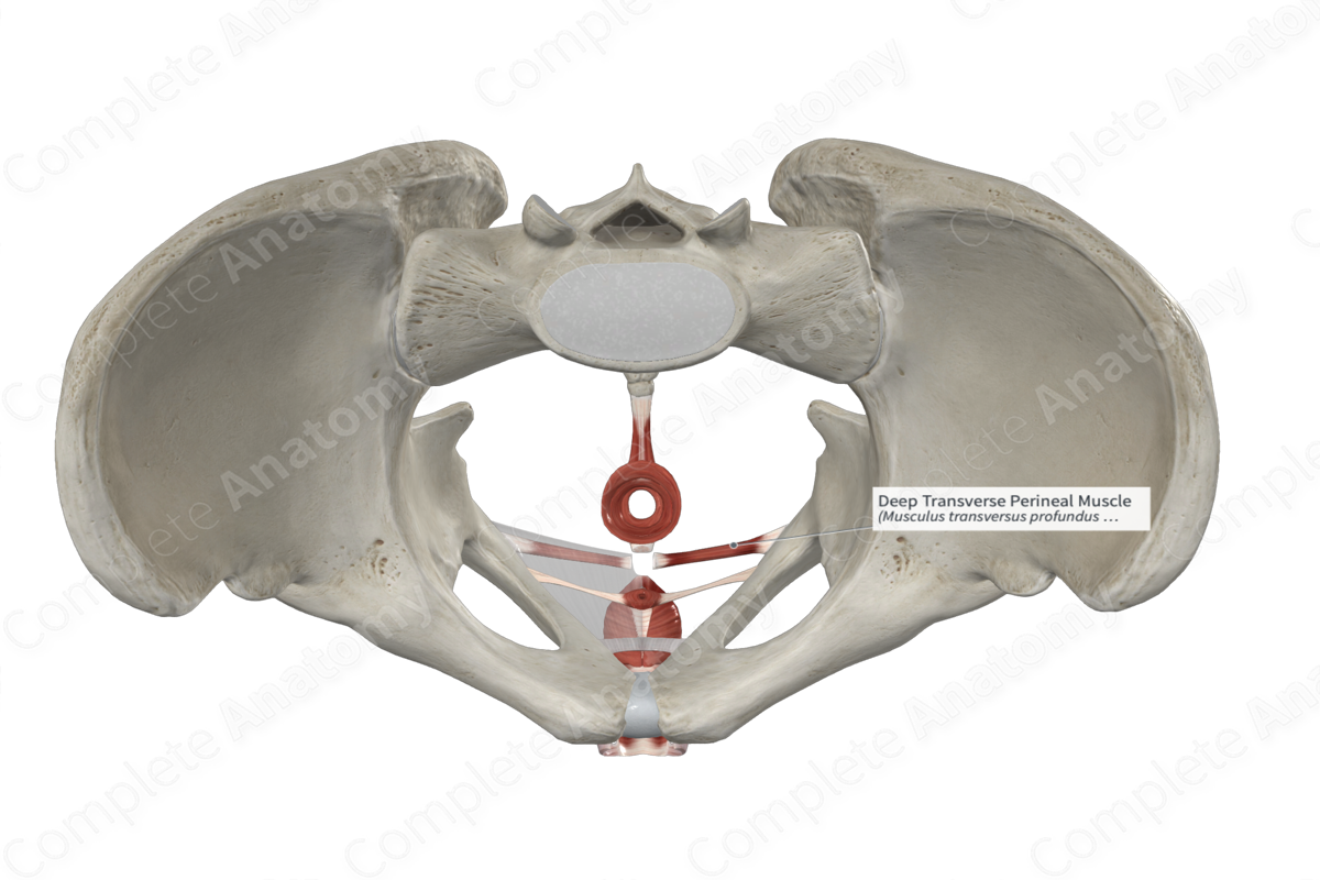 Inferior view of the deep male and female perineal pouch - no