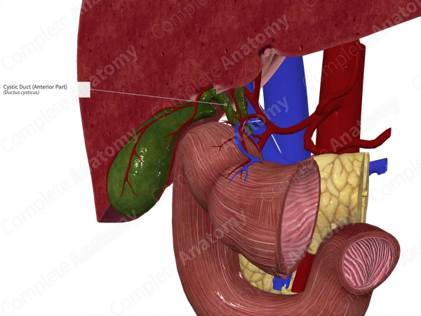 Cystic Duct (Anterior Part)