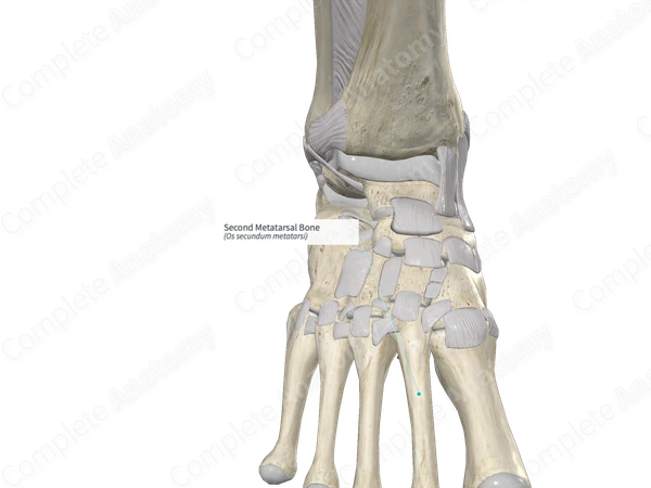 Second Metatarsal Bone