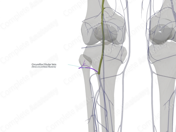 Circumflex Fibular Vein (Left)