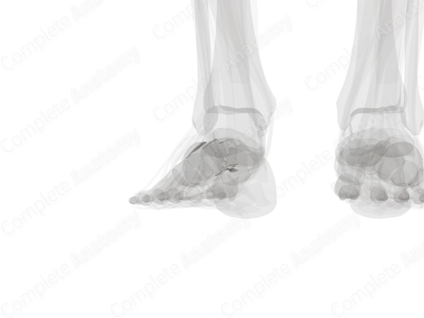 Intercuneiform & Cuneocuboid Joints (Left)