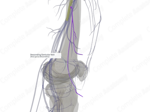 Descending Genicular Vein (Right)