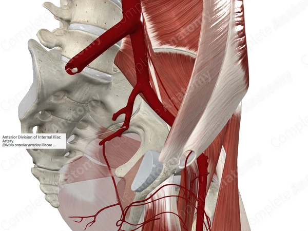 Anterior Division of Internal Iliac Artery