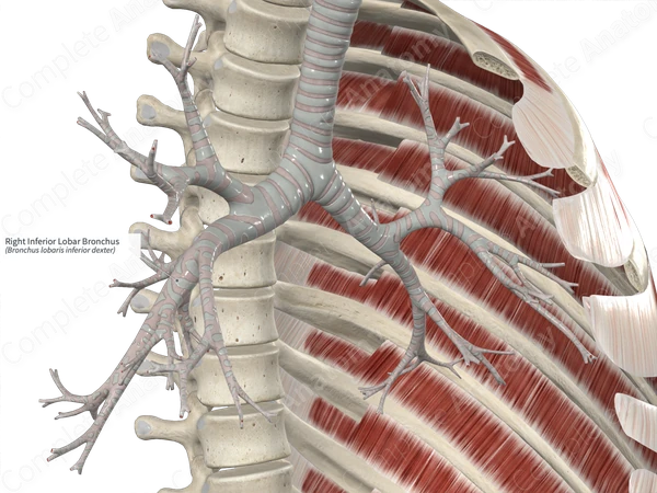 Right Inferior Lobar Bronchus