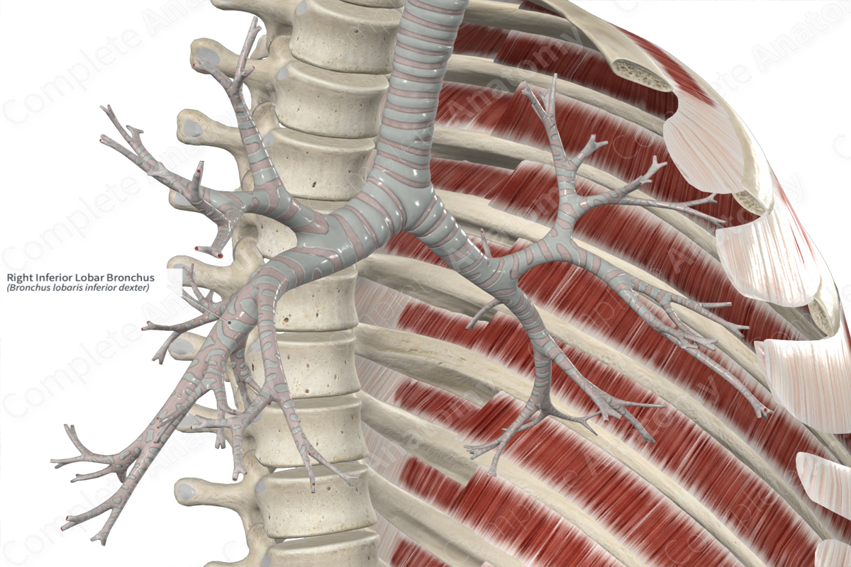 Right Inferior Lobar Bronchus