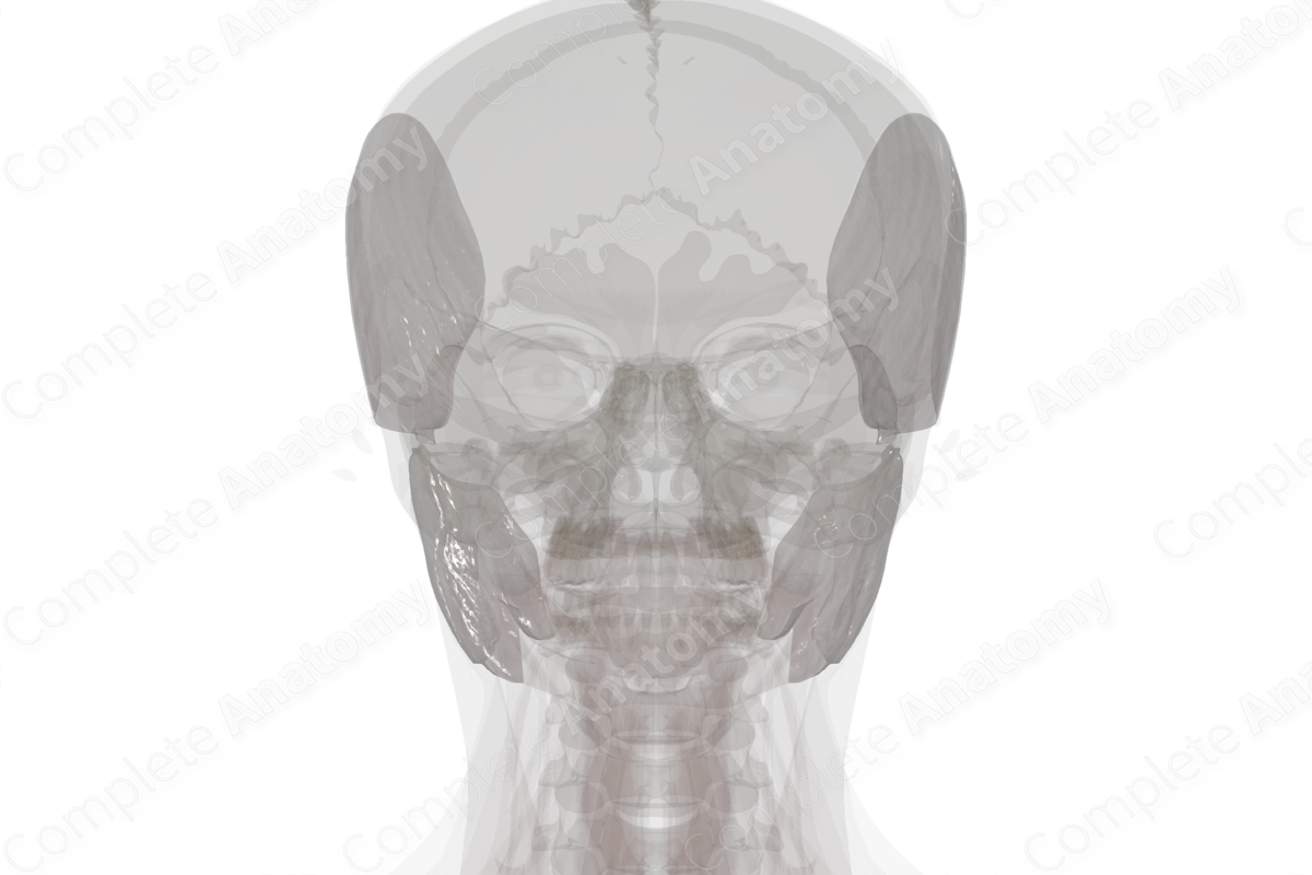 Deep Fascia of Head