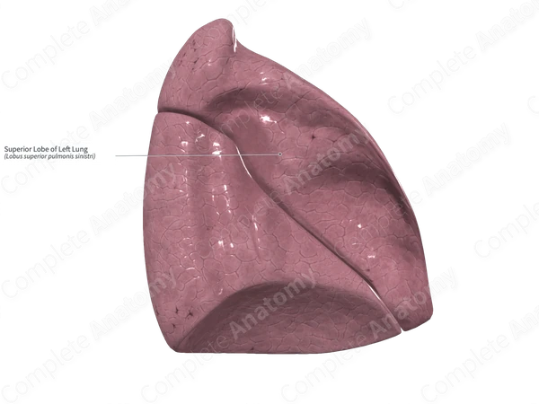 Superior Lobe of Left Lung