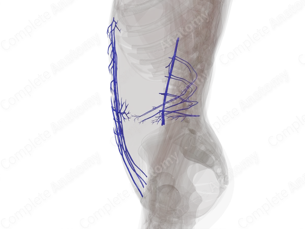 Veins of Abdominal Wall