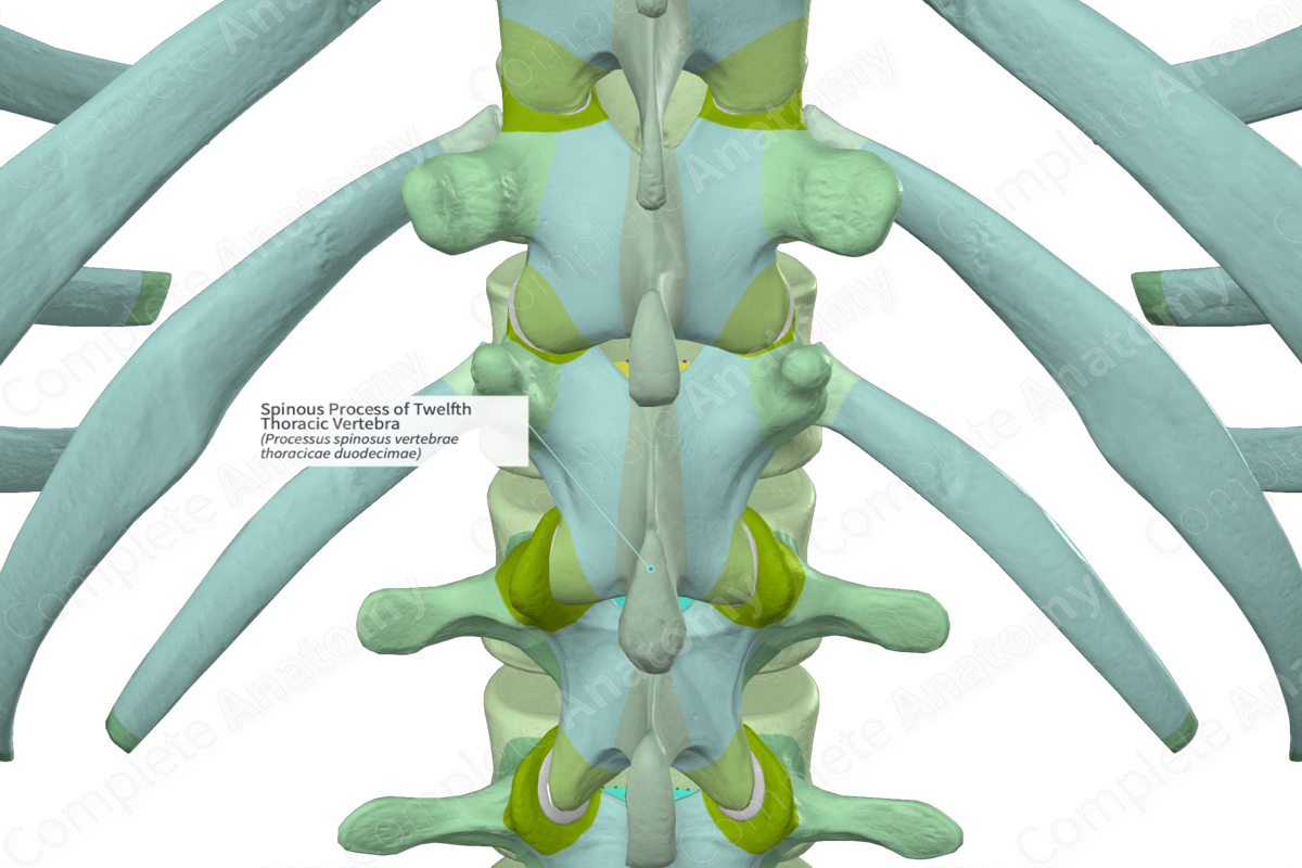 Spinous Process of Twelfth Thoracic Vertebra