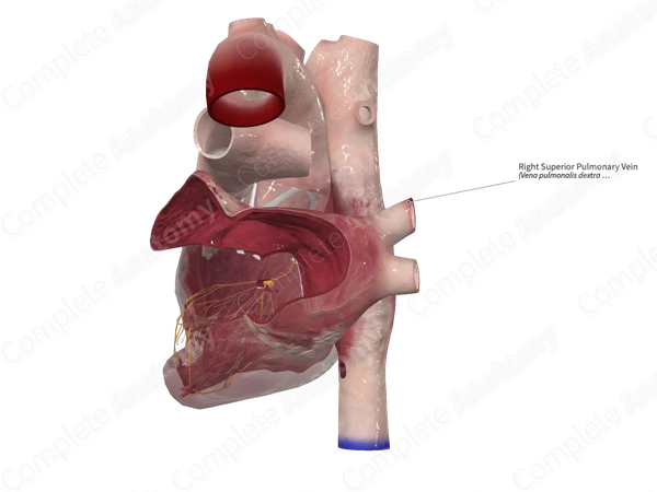 Right Superior Pulmonary Vein